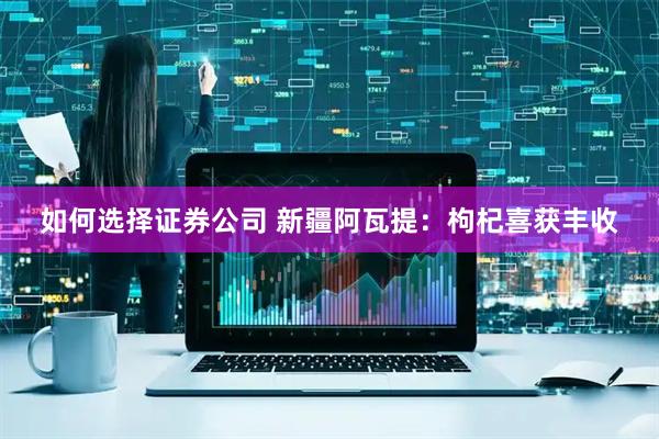 如何选择证券公司 新疆阿瓦提：枸杞喜获丰收